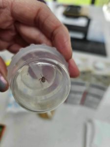 Engorged tick shown in a clear drinking glass.