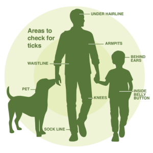 Where to chick for ticks