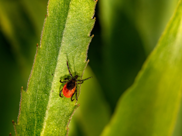 Adult female tick on leaf.