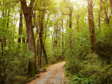Path through woodland.