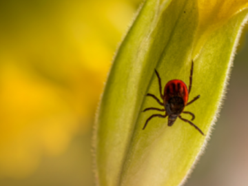 Tick crawling on leaf.