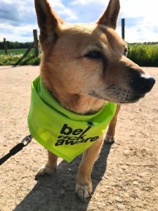 Poppy on a walk wearing a Be Tick Aware bandana.