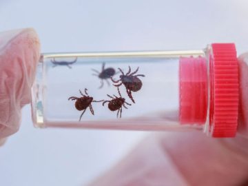 Ticks in a test tube.